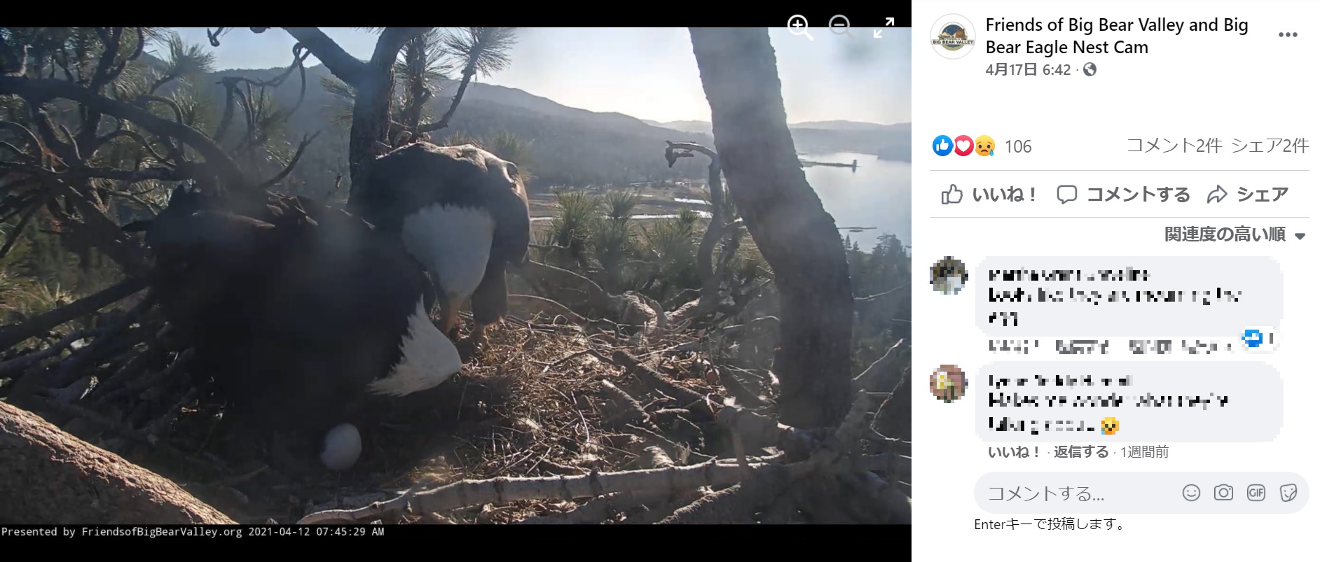 ついに2つ目の卵も孵らず、2羽は温めるのを止めた（画像は『Friends of Big Bear Valley and Big Bear Eagle Nest Cam　2021年4月17日付Facebook「Jackie ＆ Shadow continue visiting the nest each day for short periods of time.」』のスクリーンショット）