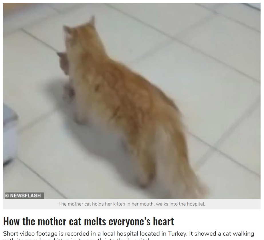 子猫をくわえて診察室までやって来た母猫（画像は『StarBiz　2021年3月31日付「Mother Cat Carries Her Kitten To The Hospital For Help」（NEWSFLASH）』のスクリーンショット）