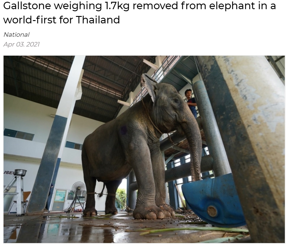 世界で2例目となる胆石摘出手術を受けたゾウ（画像は『The Nation Thailand　2021年4月3日付「Gallstone weighing 1.7kg removed from elephant in a world-first for Thailand」（THE NATION）』のスクリーンショット）