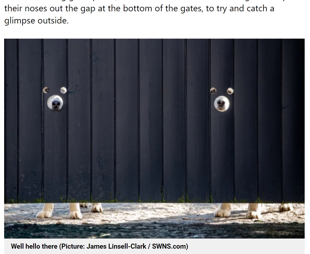 好奇心旺盛な犬たちも大満足の様子（画像は『Metro　2021年4月15日付「Man drills holes in fence so his nosy huskies can peer out at the world」（Picture: James Linsell-Clark / SWNS.com）』のスクリーンショット）