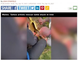 地面に座り込んで奮闘するグラントさんたち（画像は『Express.co.uk　2021年4月15日付「Terrified lamb trapped in a tree rescued by hero tattooists and reunited with mum- Video」』のスクリーンショット）