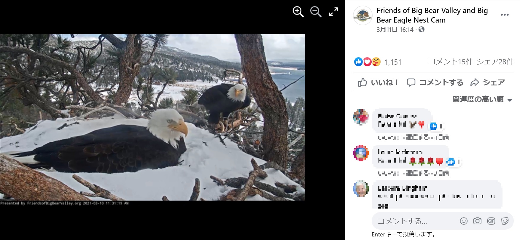 2羽は交代で卵を温めた（画像は『Friends of Big Bear Valley and Big Bear Eagle Nest Cam　2021年3月11日付Facebook「With snow falling in Big Bear for most of today, Jackie hunkered down and did the vast majority of the egg-sitting, as she always does during bad weather.」』のスクリーンショット）