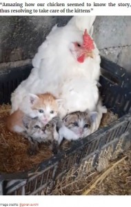 なかなかお腹の下から出てこない子ネコたち（画像は『Bored Panda　2021年3月30日付「A Guy Finds His Chicken Taking Care Of Three Orphaned Kittens And Captures It In A Viral Video」（Image credits: ＠goran.surchi）』のスクリーンショット）