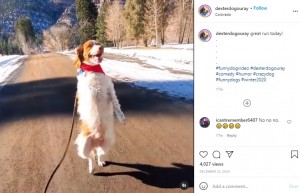 美しい自然の中を走るデクスター（画像は『dexter.the_three_legged_dog　2020年12月22日付Instagram「great run today!」』のスクリーンショット）