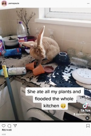 【海外発！Breaking News】留守中にウサギに台所を泥まみれにされた飼い主「ウサギはおとなしいものだと思った」（英）＜動画あり＞