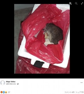 箱の中にはネズミの死骸が…（画像は『Majo Velez　2021年5月17日付Facebook 「Pereira, Risaralda 17 de mayo del 2021」』のスクリーンショット）