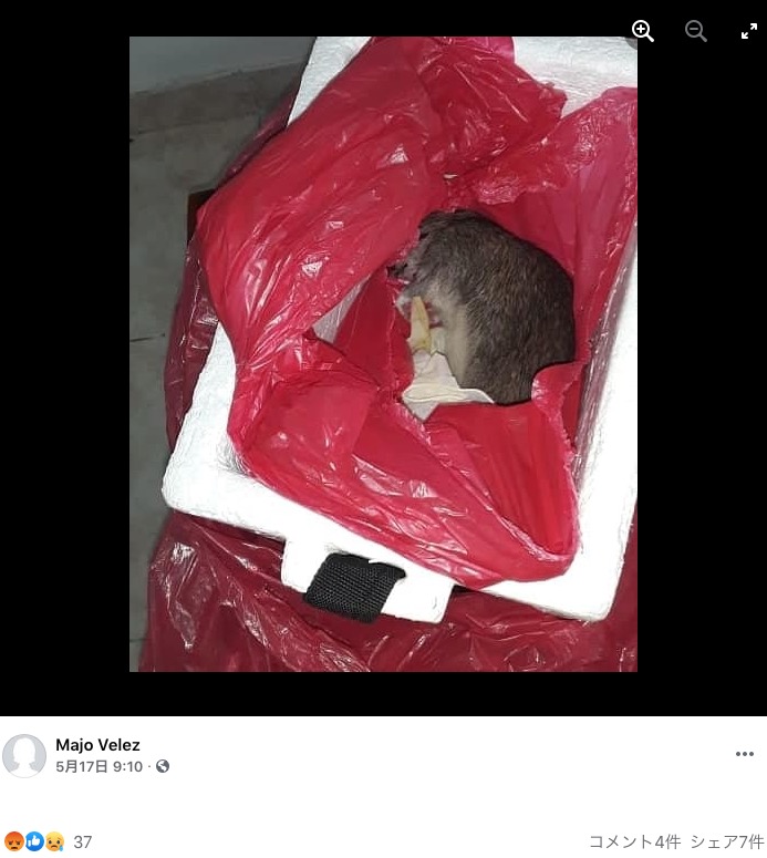 箱の中にはネズミの死骸が…（画像は『Majo Velez　2021年5月17日付Facebook 「Pereira, Risaralda 17 de mayo del 2021」』のスクリーンショット）
