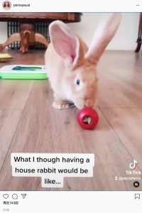 普段はおとなしいウサギだという（画像は『Pema Ferris　2021年5月20日付 Instagram 「Bunny life.」』のスクリーンショット）