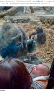 手を使って会話をするキキ（画像は『InspireMore.com　2021年5月18日付「Curious Mama Gorilla Wanders Over To Share Beautiful Moment With Human Baby.」（Facebook）』のスクリーンショット）