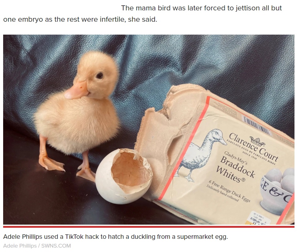 SNS動画を参考にして孵化に成功したアヒル（画像は『New York Post　2021年5月5日付「Shopper hatches duckling from supermarket egg using TikTok hack」（Adele Phillips / SWNS.COM）』のスクリーンショット）