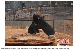 仔犬だったはずがクマだった（画像は『Ecns.cn　2015年7月3日付「‘Pet dogs’ raised by Chinese man for 2 years turn out to be bears」（Photo/Bai Tuo）』のスクリーンショット）