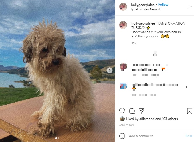 トリミングする前の犬（画像は『Holly Lee　2021年4月7日付Instagram「TRANSFORMATION TUESDAY」』のスクリーンショット）
