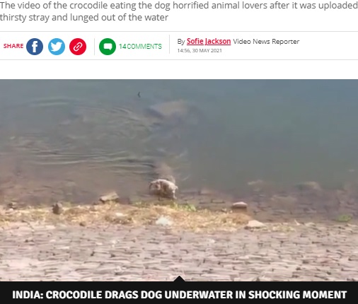 野良犬のすぐ後ろに迫ったワニ（画像は『Daily Star　2021年5月30日付「Huge crocodile grabs whimpering dog while it’s drinking and drags it to its death」（Image: SWNS）』のスクリーンショット）