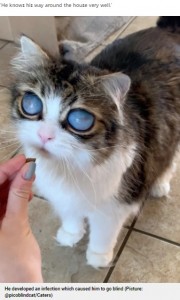 大きなオパールのような瞳が印象的なピコ（画像は『Metro　2021年5月24日付「Meet Pico, the blind cat from Canada with huge eyes」（Picture: ＠picoblindcat/Caters）』のスクリーンショット）