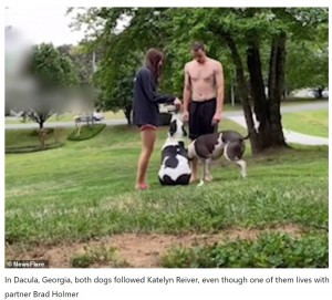 一目散にケイトリンさんの後を追いかけた2匹（画像は『Todayuknews　2021年5月1日付「Pet owners test out a TikTok loyalty challenge on their dogs」（Newsflare）』のスクリーンショット）