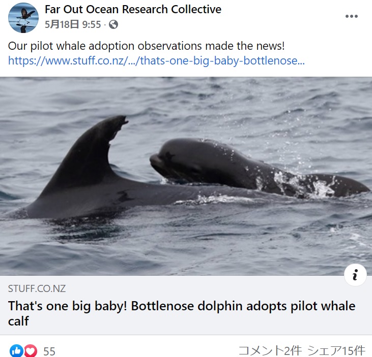 バンドウイルカと一緒に泳ぐ、ヒレナガゴンドウクジラの赤ちゃん（画像は『Far Out Ocean Research Collective　2021年5月18日付Facebook「Our pilot whale adoption observations made the news!」（stuff.co.nz）』のスクリーンショット）