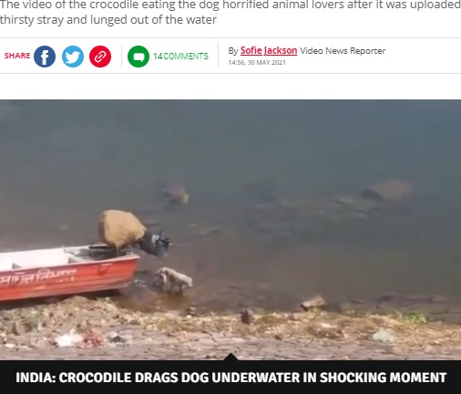 ワニの存在に全く気付いていない犬（画像は『Daily Star　2021年5月30日付「Huge crocodile grabs whimpering dog while it’s drinking and drags it to its death」（Image: SWNS）』のスクリーンショット）