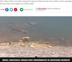 【海外発！Breaking News】川で水を飲む犬を巨大ワニが襲う　衝撃映像に物議（印）＜動画あり＞