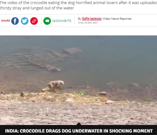 野良犬に近づく巨大ワニ（画像は『Daily Star　2021年5月30日付「Huge crocodile grabs whimpering dog while it’s drinking and drags it to its death」（Image: SWNS）』のスクリーンショット）