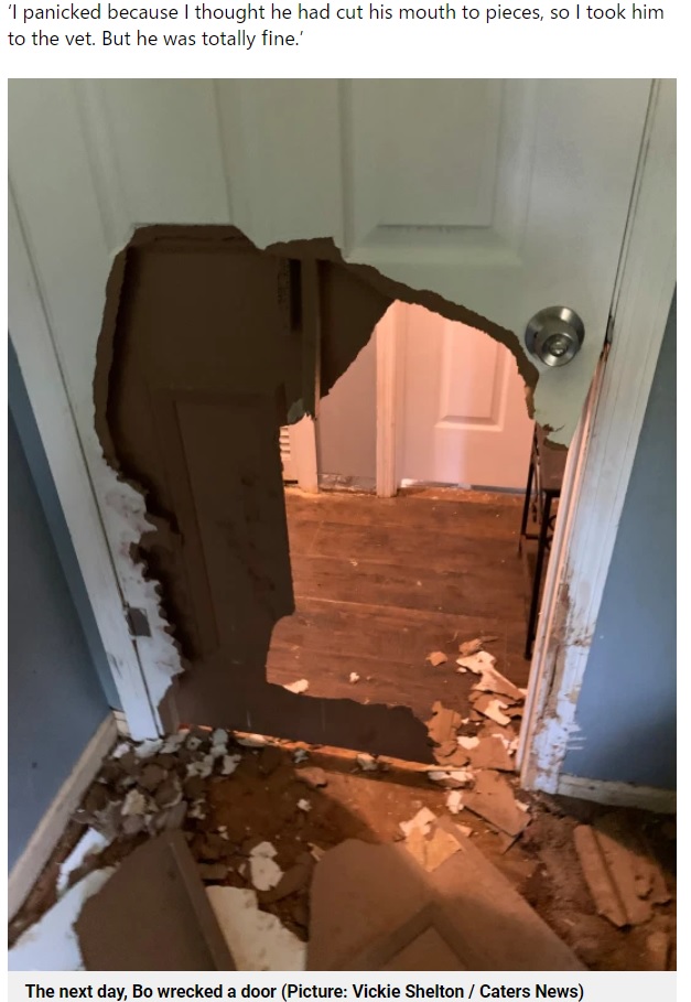 ボーによって破壊されてしまったドア（画像は『Metro　2021年5月6日付「Dog left home alone smashes through a door and destroys a sofa」（Picture: Vickie Shelton / Caters News）』のスクリーンショット）