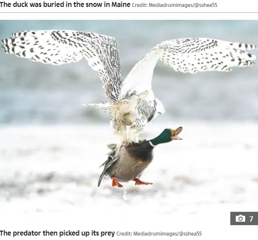マガモの背中を鋭い爪で掴むシロフクロウ（画像は『The Sun　2021年5月25日付「QUACK ATTACK Incredible moment duck is whisked into air by hungry owl as it swoops in scoops up prey with its talons」（Credit: Mediadrumimages/＠sshea55）』のスクリーンショット）