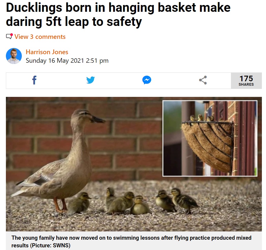 植えてあったカゴの中の花を蹴散らして卵を産んだマガモ（画像は『Metro　2021年5月16日付「Ducklings born in hanging basket make daring 5ft leap to safety」（Picture: SWNS）』のスクリーンショット）