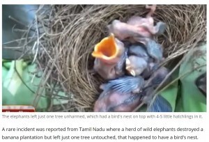 1本だけ被害を免れた木にはツバメのヒナが入った巣が（画像は『India.com　2021年5月8日付「Viral Video: Elephants Destroy Over 300 Trees But Leave One With Bird’s Nest Unharmed | Watch」』のスクリーンショット）