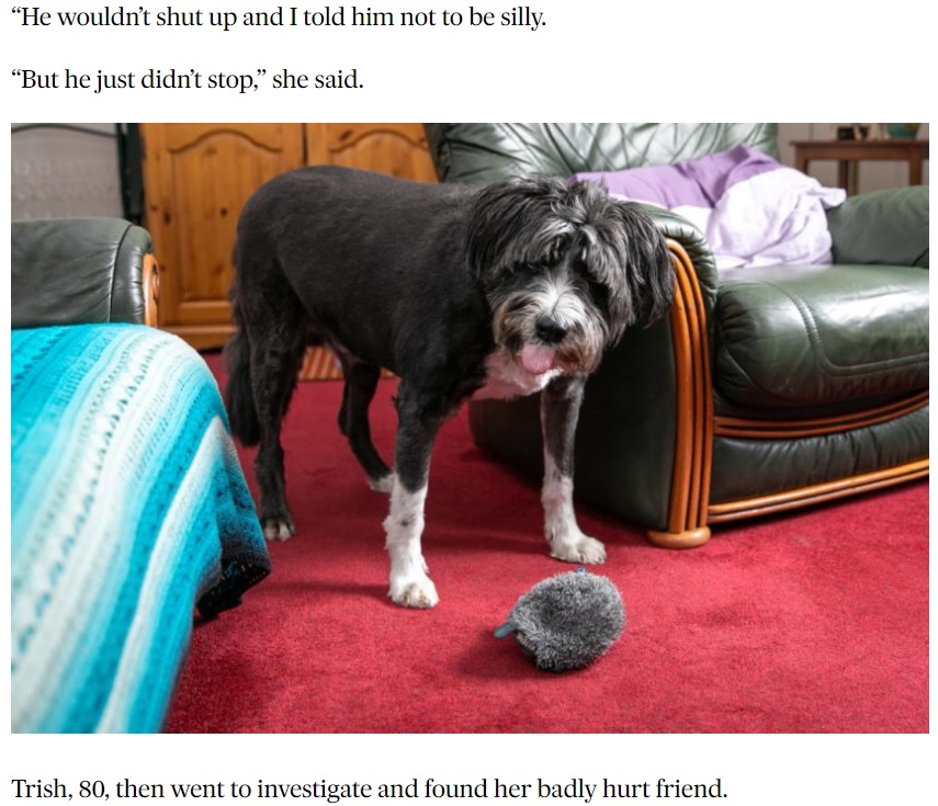 お隣さんが大好きなファーガス（画像は『The Courier　2021年5月21日付「Fantastic Fergus: The clever Angus canine who is woman’s best friend after raising alarm over injured 91-year-old neighbour」』のスクリーンショット）