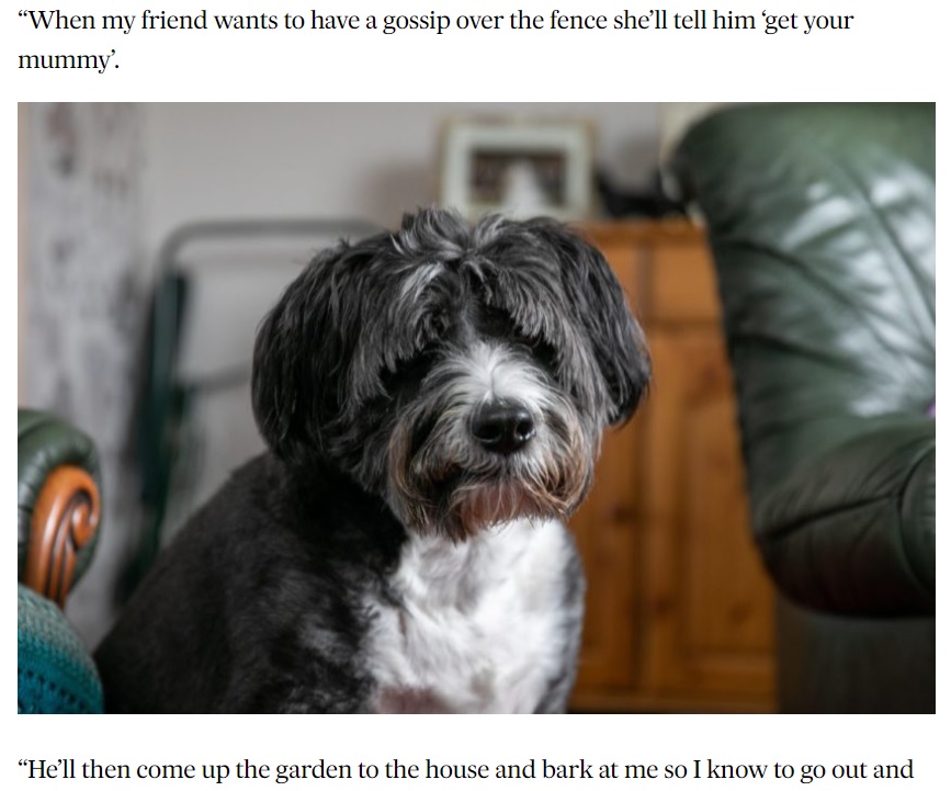 隣に住む91歳女性のピンチを救った犬（画像は『The Courier　2021年5月21日付「Fantastic Fergus: The clever Angus canine who is woman’s best friend after raising alarm over injured 91-year-old neighbour」』のスクリーンショット）