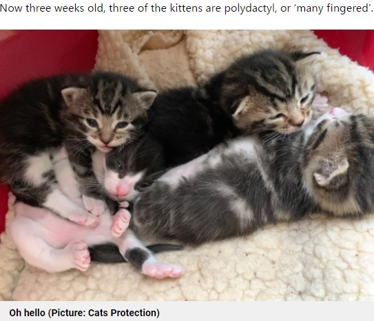 4匹のうち3匹が多指症だったきょうだい（画像は『Metro　2021年5月28日付「Adorable litter of kittens born with a total of 12 extra toes between them」（Picture: Cats Protection）』のスクリーンショット）