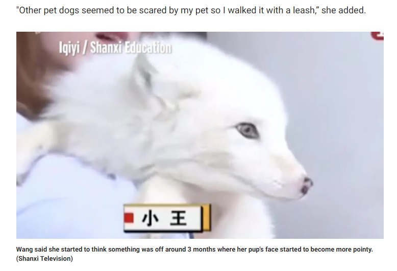 だんだん鼻先が尖ってきた（画像は『Fox News　2018年5月10日付「Woman shocked when dog she raised turns out to be a fox」（Shanxi Television）』のスクリーンショット）