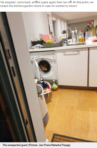 まったりしている？　キツネ（画像は『Metro　2021年5月27日付「Woman comes home to find adorable fox hiding in her washing machine」（Picture: Jam Press/Natasha Prayag）』のスクリーンショット）