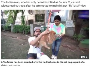 たくさんの風船が括りつけられたダラー（画像は『The Sun　2021年5月27日付「RUFF RIDE Indian YouTuber arrested for tying balloons to pet dog to make it fly for cruel video stunt」（Credit: YouTube）』のスクリーンショット）