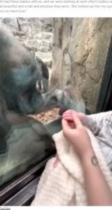 赤ちゃんの手を握ろうとしているキキ（画像は『InspireMore.com　2021年5月18日付「Curious Mama Gorilla Wanders Over To Share Beautiful Moment With Human Baby.」（YouTube）』のスクリーンショット）