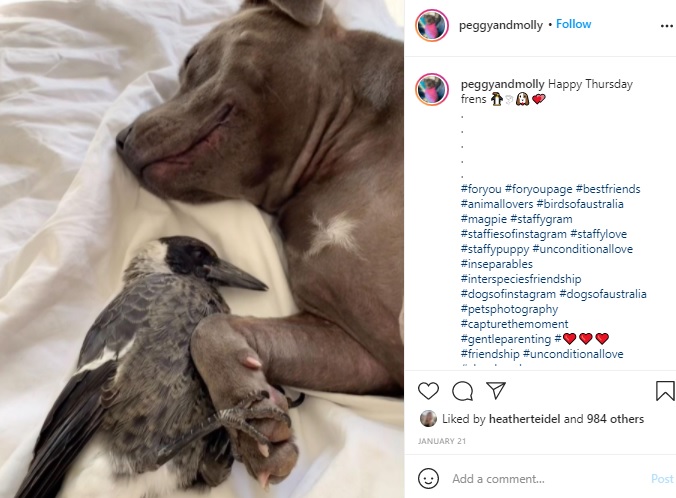 手（足）をつないで眠るペギーとモーリー（画像は『Interspecies friendship　2021年1月21日付Instagram「Happy Thursday frens」』のスクリーンショット）