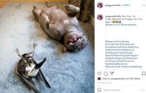ペギーの真似をして遊ぶモーリー（画像は『Interspecies friendship　2020年11月6日付Instagram「Woo Hoo」』のスクリーンショット）