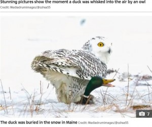 マガモの上に飛び乗ったシロフクロウ（画像は『The Sun　2021年5月25日付「QUACK ATTACK Incredible moment duck is whisked into air by hungry owl as it swoops in scoops up prey with its talons」（Credit: Mediadrumimages/＠sshea55）』のスクリーンショット）