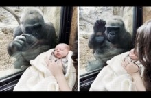 【海外発！Breaking News】動物園の母ゴリラ、人間の赤ちゃんに興味津々でガラス越しに会話（米）＜動画あり＞