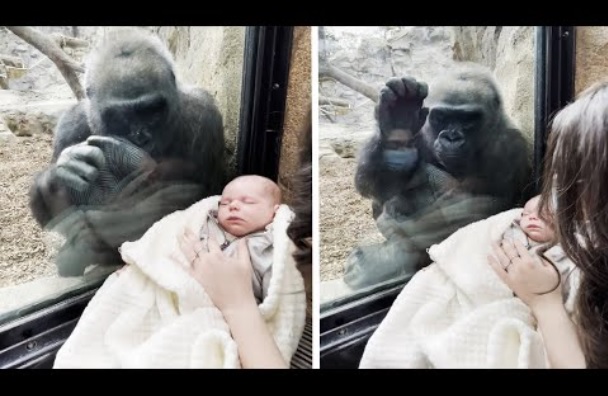 生後1か月の赤ちゃんに興味津々のゴリラ（画像は『Inside Edition　2021年5月12日公開YouTube「New Mom and Gorilla Bond Over Woman’s Baby」』のサムネイル）