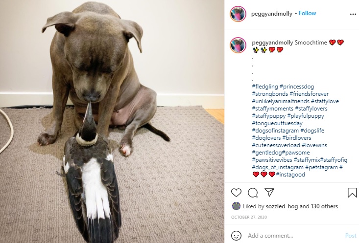 仲良しのペギーとモーリー（画像は『Interspecies friendship　2020年10月27日付Instagram「Smoochtime」』のスクリーンショット）