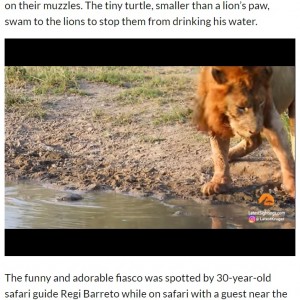 カメのしつこさに負け、ついに水溜まりから離れていったライオン（画像は『The Citizen　2021年4月21日付「WATCH: Territorial turtle chases lion from his waterhole」』のスクリーンショット）