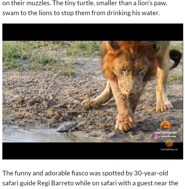 しつこく攻撃するカメに、ライオンも立ち上がる（画像は『The Citizen　2021年4月21日付「WATCH: Territorial turtle chases lion from his waterhole」』のスクリーンショット）