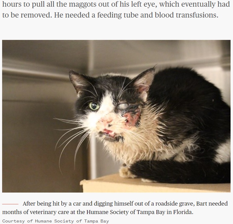 自力で地面から出てきたバート（画像は『TODAY　2021年4月27日付「‘Zombie Cat’ who survived being buried alive relishes life in new home」（Courtesy of Humane Society of Tampa Bay）』のスクリーンショット）