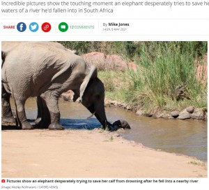 【海外発！Breaking News】溺れる子象を助ける母親と仲間たち　象の群れが見せた美しい共存精神（南ア）