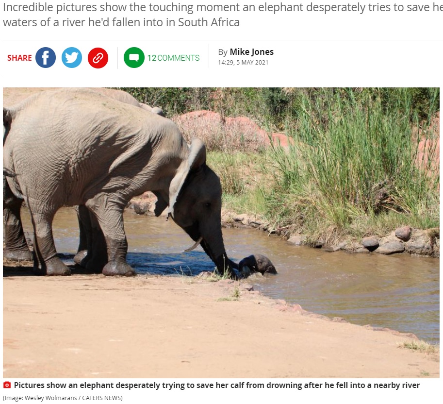 溺れた子象を助けようとする母親（画像は『The Mirror　2021年5月5日付「Elephant desperately tries to save her calf from drowning as he falls into river」（Image: Wesley Wolmarans / CATERS NEWS）』のスクリーンショット）