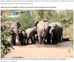 何が起こっているのかを察知しすぐに集まってきた仲間たち（画像は『The Mirror　2021年5月5日付「Elephant desperately tries to save her calf from drowning as he falls into river」（Image: Wesley Wolmarans / CATERS NEWS）』のスクリーンショット）