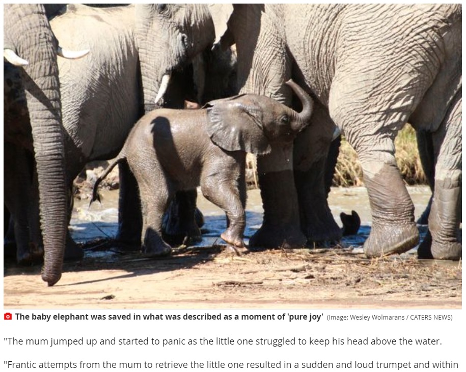 無事に岸辺に上がることができた子象（画像は『The Mirror　2021年5月5日付「Elephant desperately tries to save her calf from drowning as he falls into river」（Image: Wesley Wolmarans / CATERS NEWS）』のスクリーンショット）