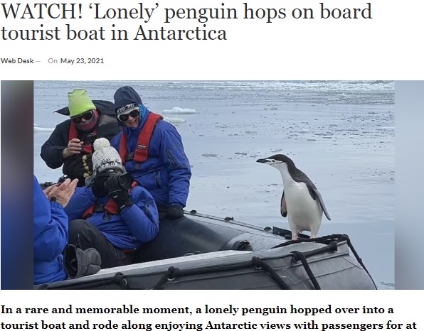 興奮して写真を撮るツアー客（画像は『ARY News　2021年5月23日付「WATCH! ‘Lonely’ penguin hops on board tourist boat in Antarctica」』のスクリーンショット）