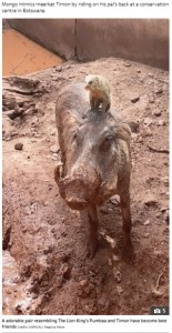 モンゴがミス・ピギーの背中に乗る姿は、まさにティモンとプンバァそのもの（画像は『The Sun　2021年5月14日付「HAKUNA MUDATA Warthog Miss Piggy and Mongo the mongoose are inseparable like Lion King’s Pumbaa and Timon」（Credit: CARACAL/ Magnus News）』のスクリーンショット）