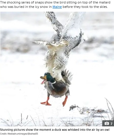 口を大きく開けるマガモ（画像は『The Sun　2021年5月25日付「QUACK ATTACK Incredible moment duck is whisked into air by hungry owl as it swoops in scoops up prey with its talons」（Credit: Mediadrumimages/＠sshea55）』のスクリーンショット）